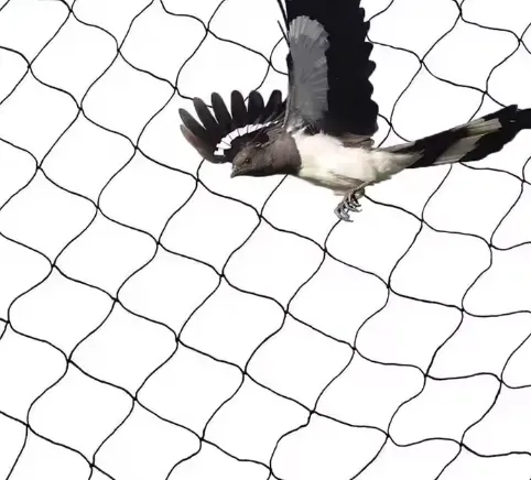 Read More About Insect Head Net