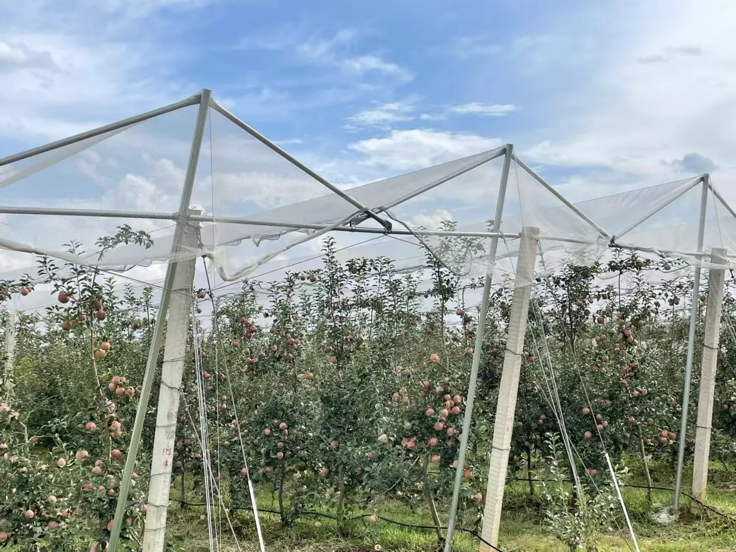 Read More About anti hail netting