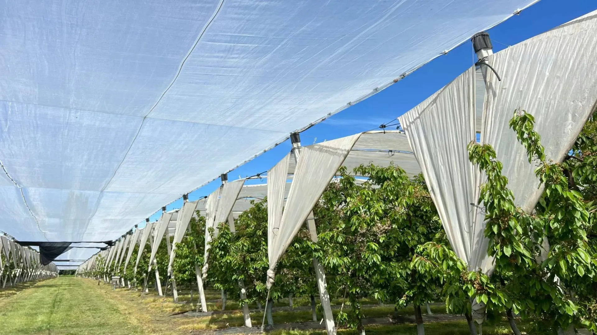 Read More About anti bird netting