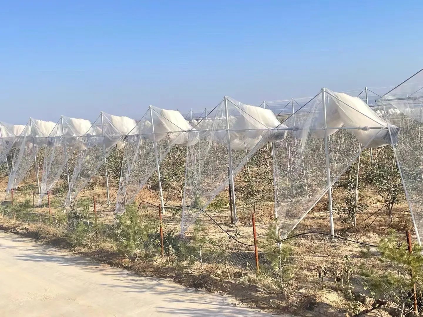 Read More About plastic netting for plants