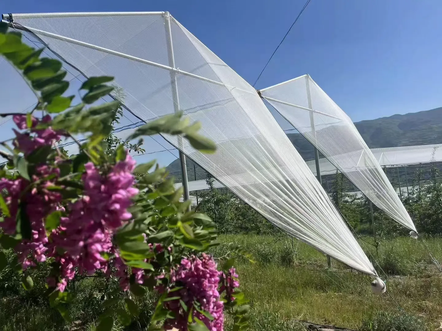 Read More About anti hail net