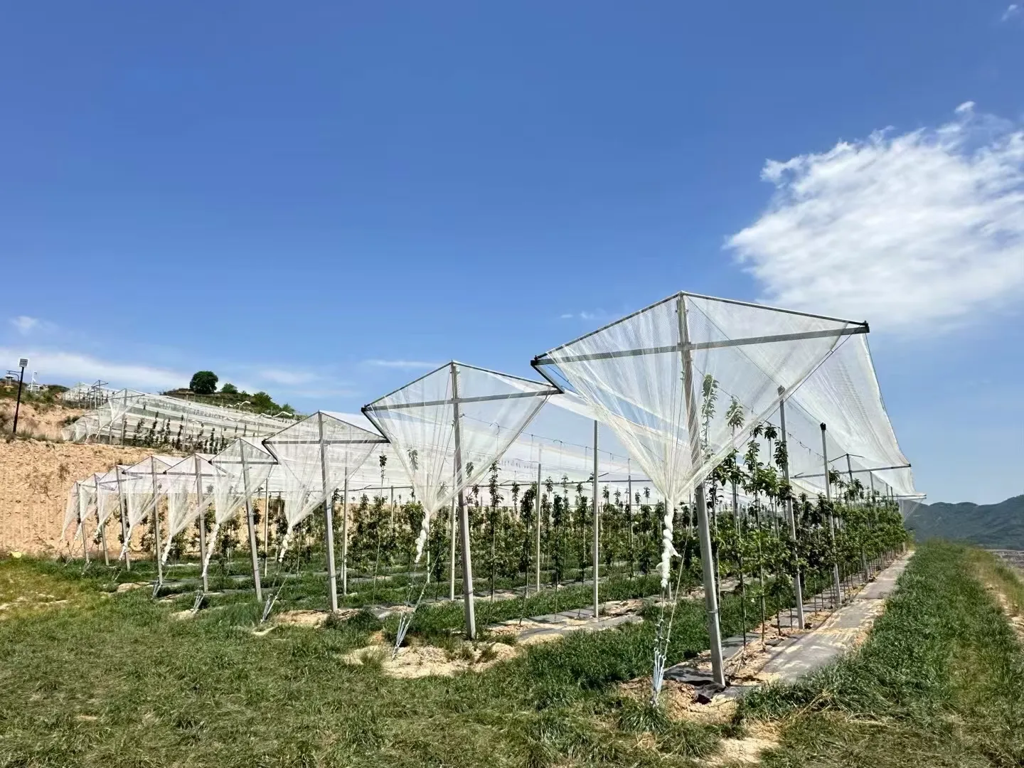 Read More About plastic netting for plants