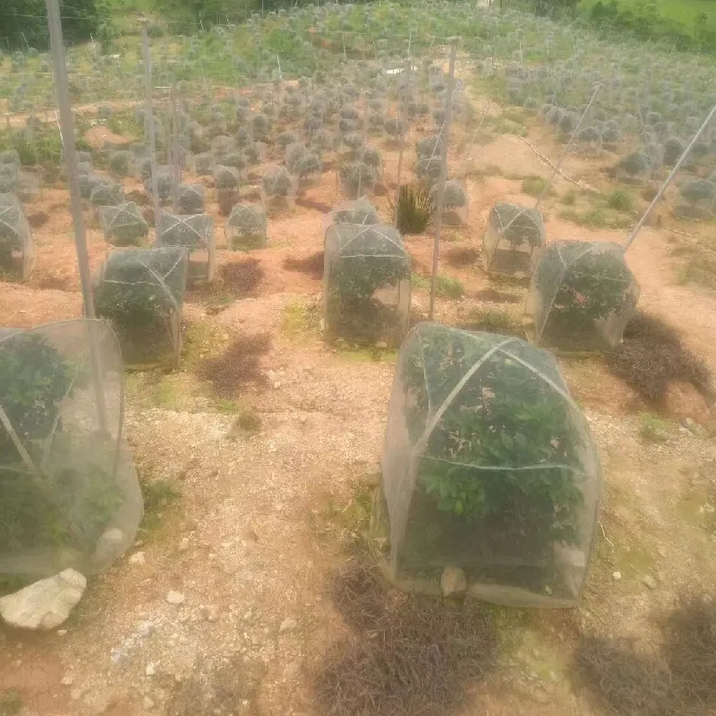 Benefits of Using White Bird Netting for Bird Control and Protection