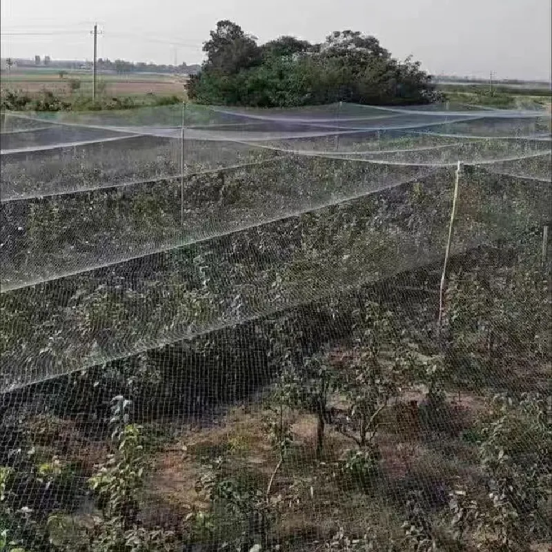 The Impact of Plastic Nets on Marine Life and Ecosystems