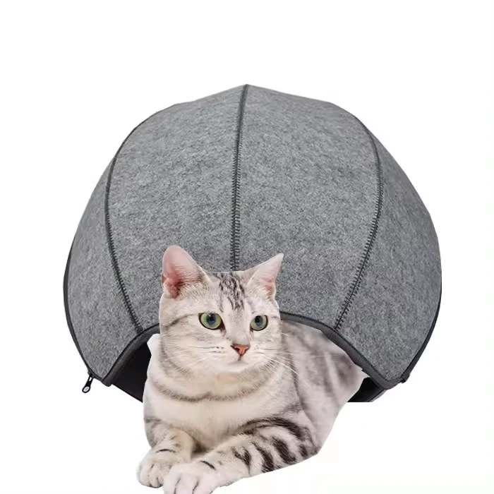 Investing in Cat Happiness: The Importance of a Comfortable Living Environment
