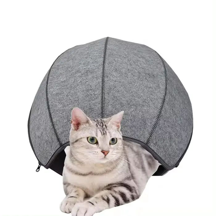 Investing in Cat Happiness: The Importance of a Comfortable Living Environment