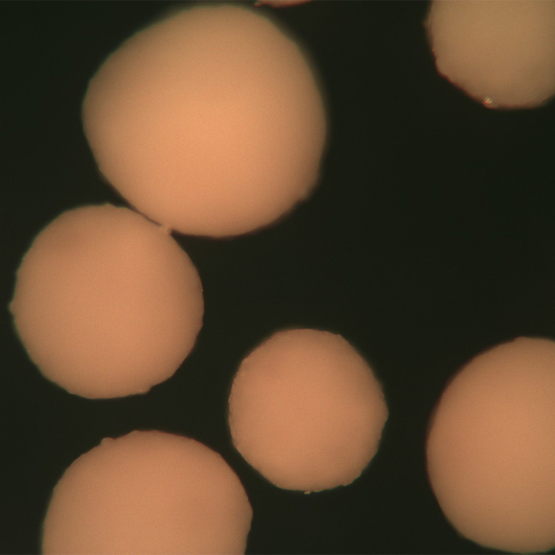 Golden Sands For Sale – Bulk & Premium Gold Sand