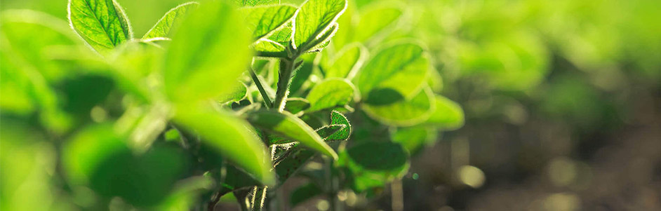 Brass Pipe Coupling Solutions for Effective Plumbing Connections and Leak Prevention Techniques Brass Pipe Coupling Solutions for Effective Plumbing Connections and Leak Prevention Techniques