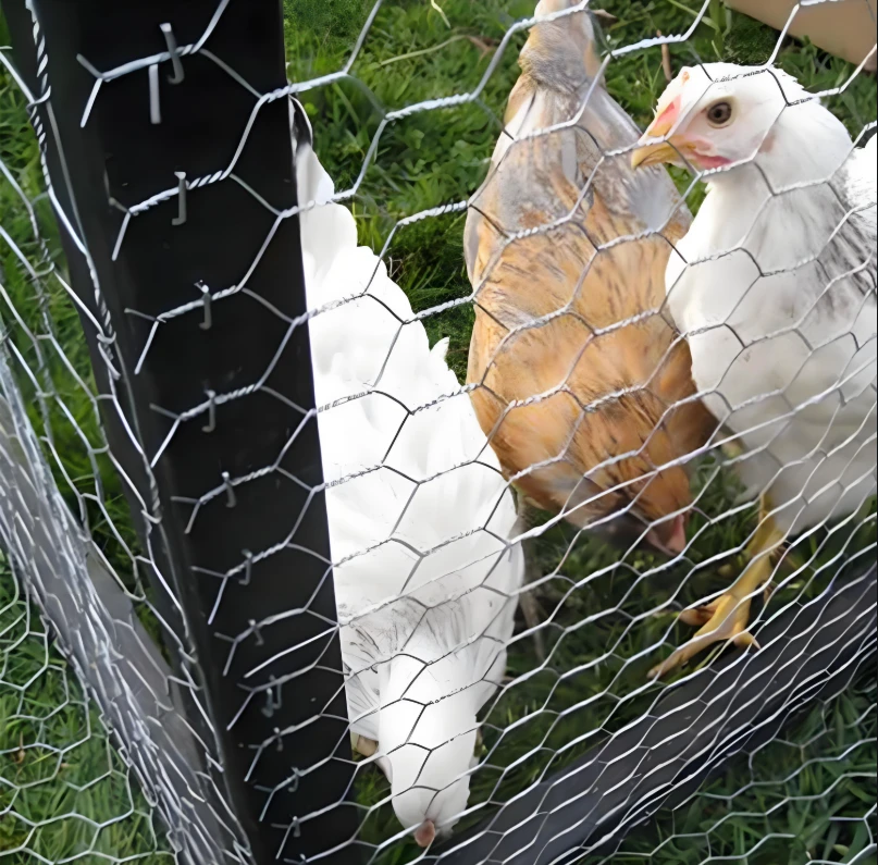 Hexagonal Wire Netting