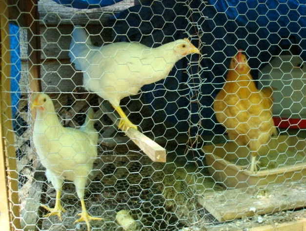 barbed wire single strand