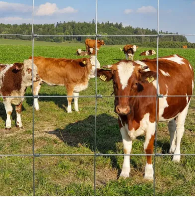 Everything You Need to Know About Field Wire Fencing