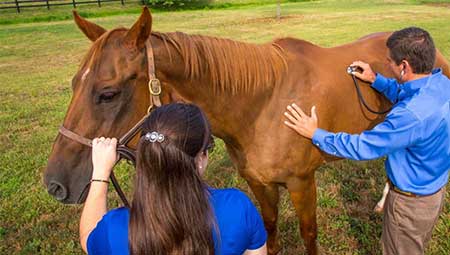 Effiziente Düngemittel im Bulk für nachhaltige Landwirtschaft und Ertragssteigerung