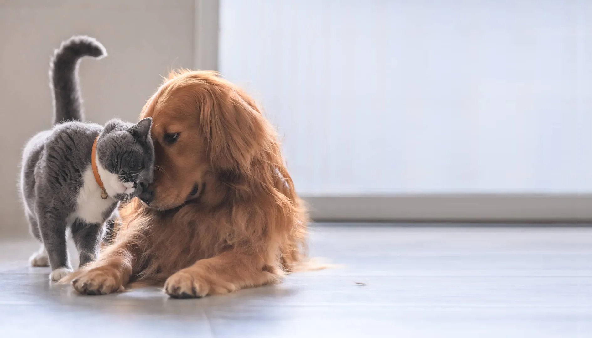 vitamins for your dog