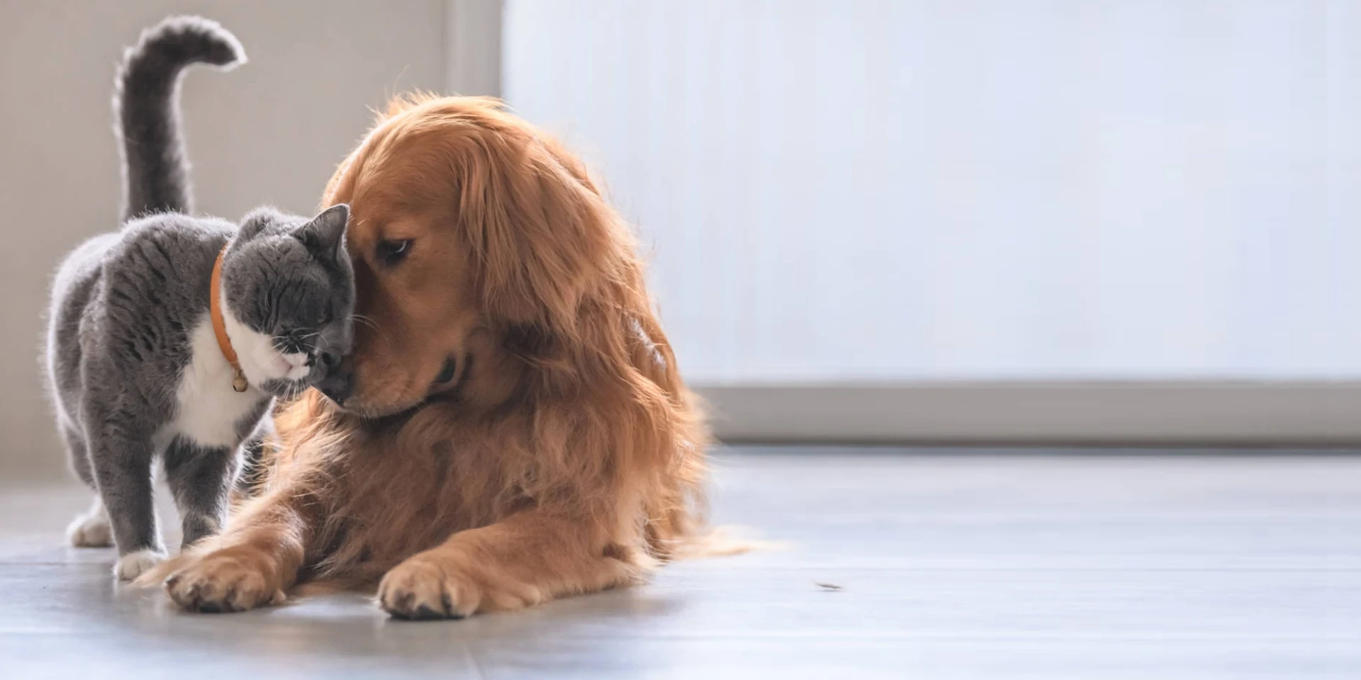 We are honored to support the warm companionship of pets and humans helping your pets thrive.