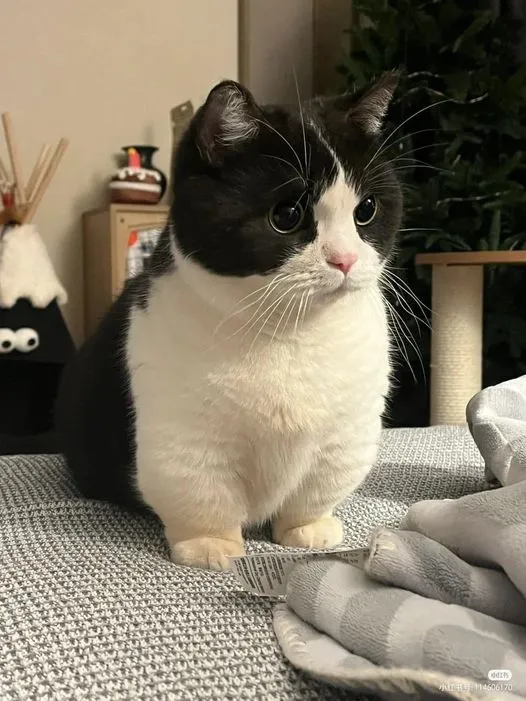 vet recommended multivitamin for dogs