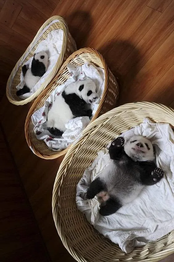 vitamins for puppy growth