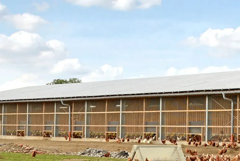 Steel Structure Poultry Shed