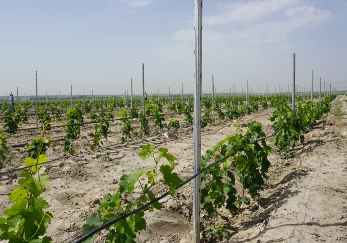 Paneles para la alimentación de ganado soluciones eficientes y sostenibles