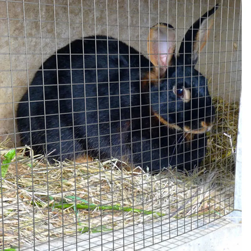 Exploring the Impact of Fence Posts on Land Usage and Environmental Sustainability