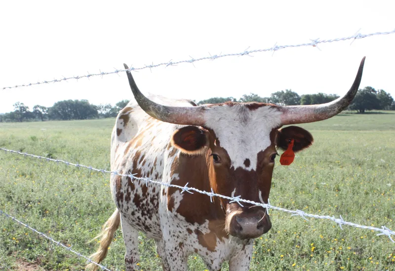 Optimize Your Livestock Management with Premium Sheep Hurdles