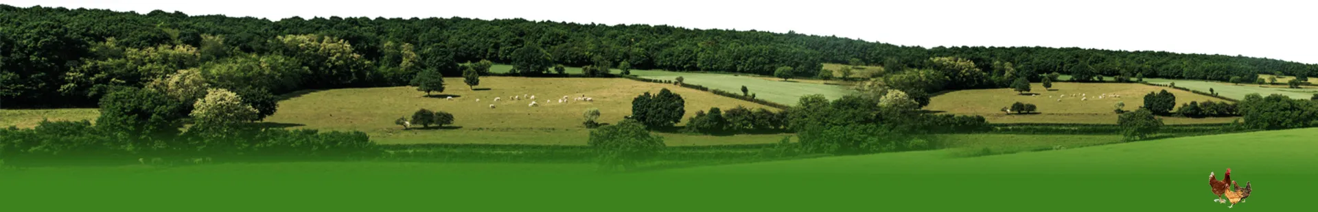 Improving Goat Health Through Effective Veterinary Medicine and Care Practices