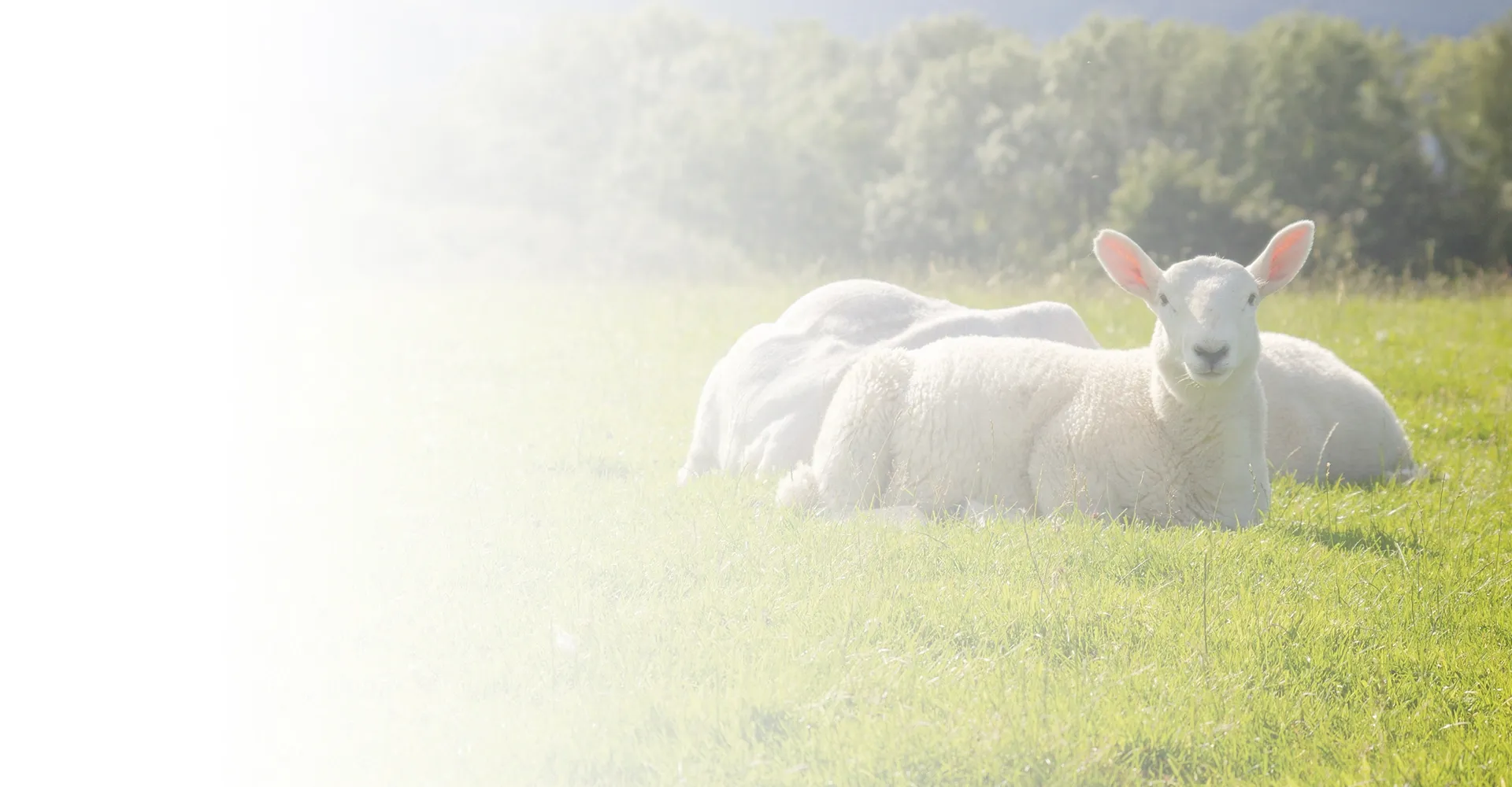 alternative medicine for dogs