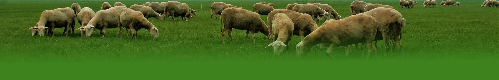 Effective Solutions for Reducing Mucus and Enhancing Expectorant Functionality in Respiratory Health