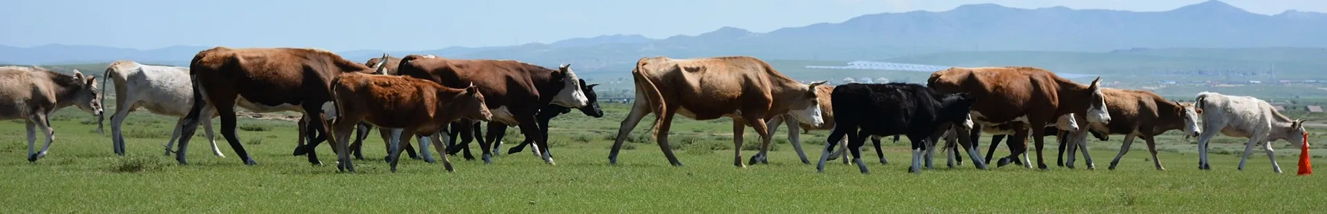 Effective and Safe Pain Relief Medications for Goat Health Management and Well-being Solutions