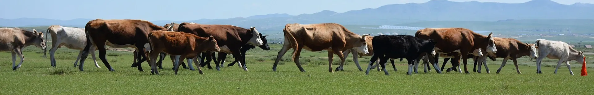 cow medicine for fever