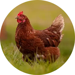 Poultry_img
