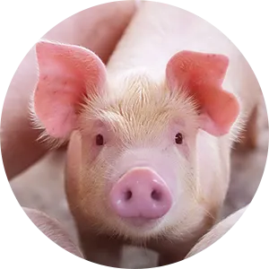 Exploring Homeopathic Approaches to Cattle Care and Their Efficacy in Veterinary Practices