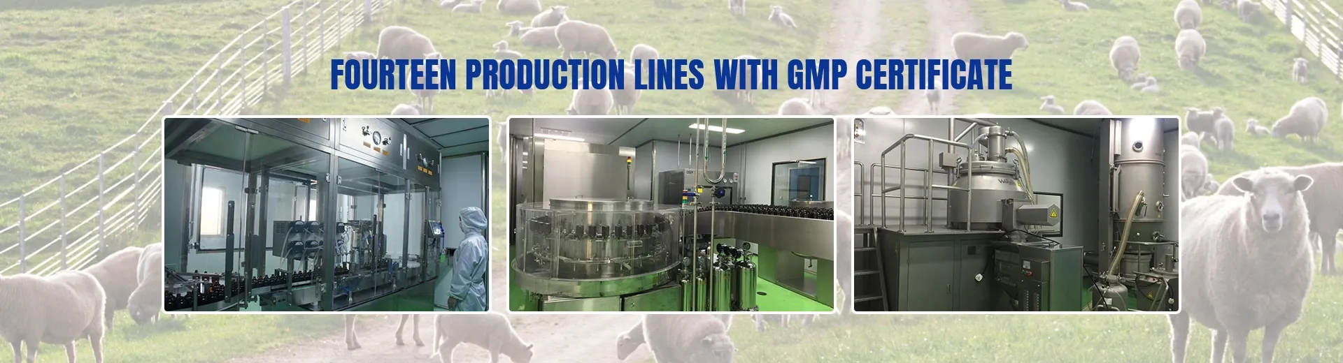 Nutritional Solutions for Digestive Health in Canines to Promote Better Well-being and Comfort