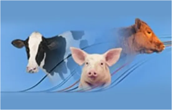 Exploring the Various Applications and Benefits of Graduated Centrifuge Tubes in Laboratory Settings