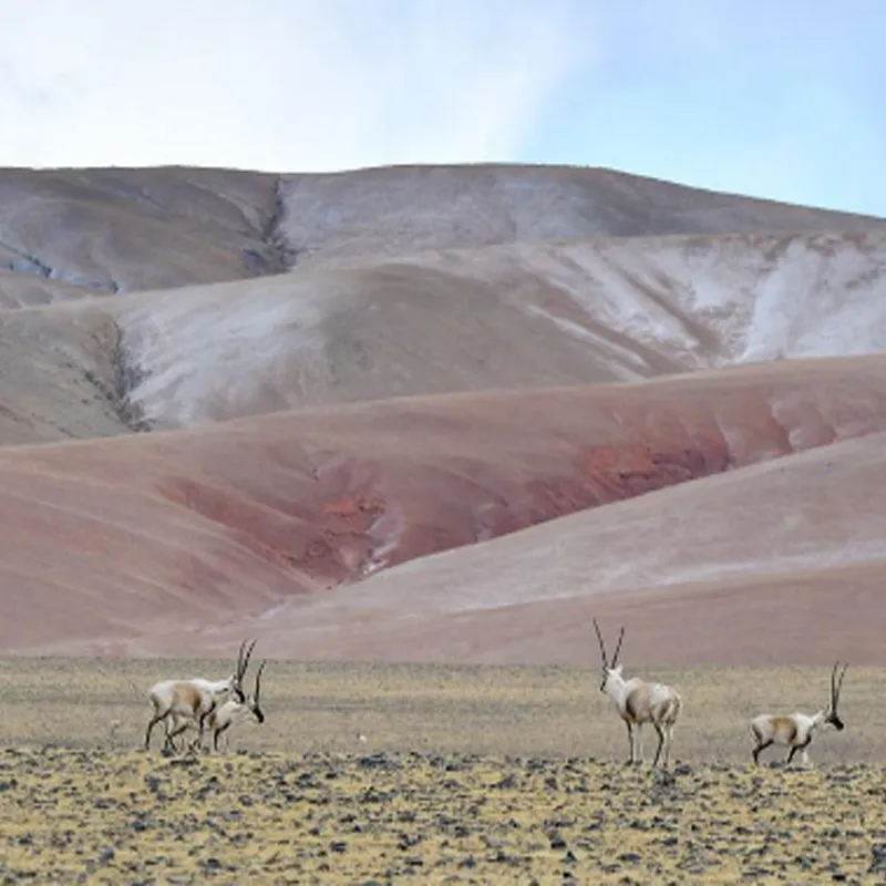 shepherd's hook in pot