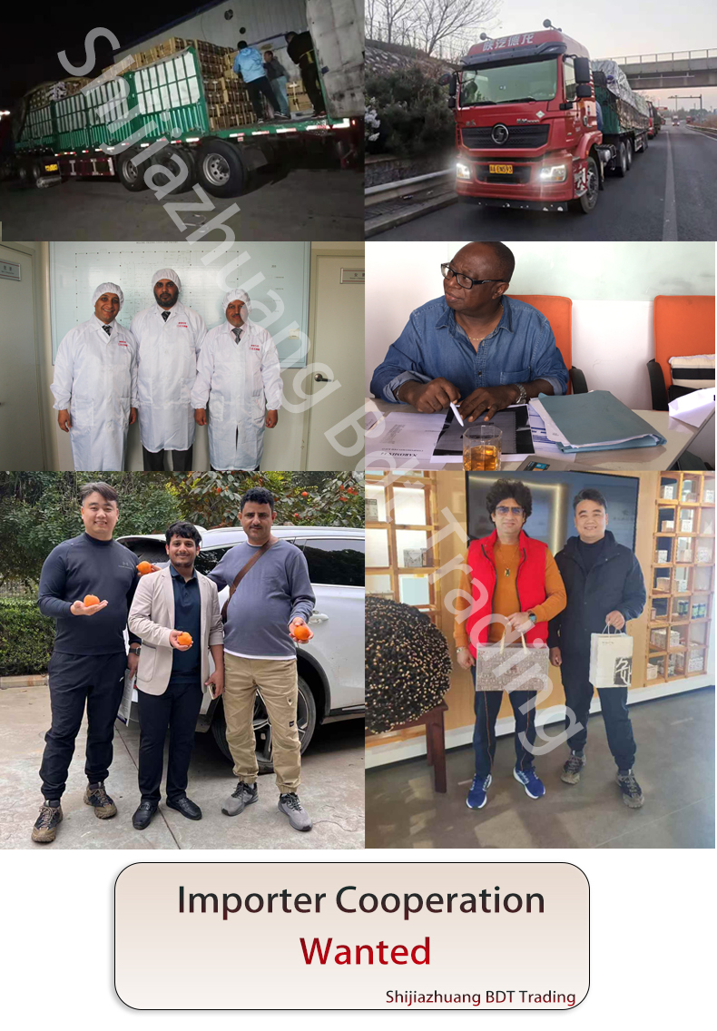 separator gel blood collection tube