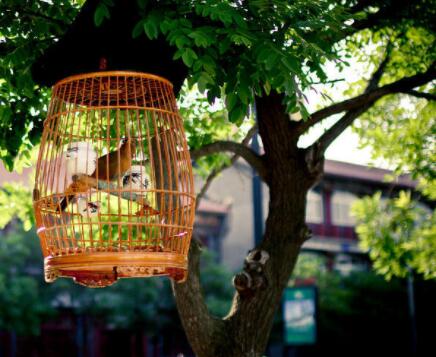 The cage is the main place for watching birds