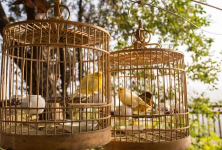 The applicability of bird equipment is one of the keys to keeping birds well