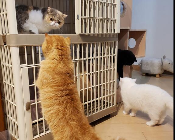 Choosing the Right Drywall Screws for Your Next Project