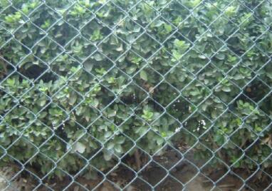 जिप्सम स्क्रूको लागि समर्पित उत्कृष्ट उत्पादनहरू