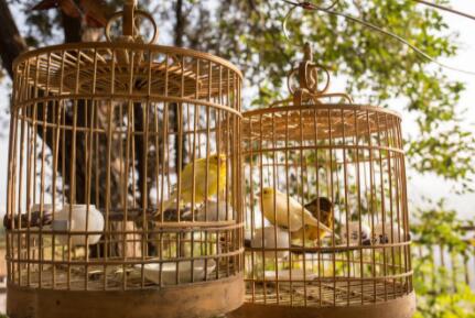 How about maintaining the cage