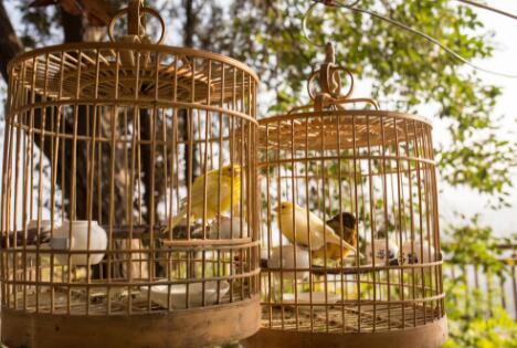 Proper use of bird cage