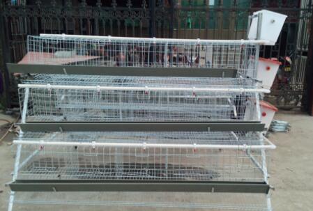 Advantages of caged chickens