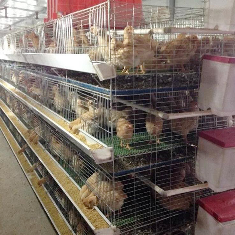 Durable Galvanized Steel Chicken Coop | Rust-Proof & Safe