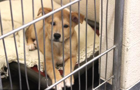 Pricing Guide for 6x6 Welded Wire Mesh Products