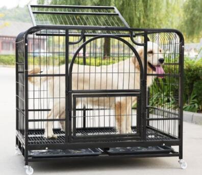 Teach your dog the way to get into the pet cage