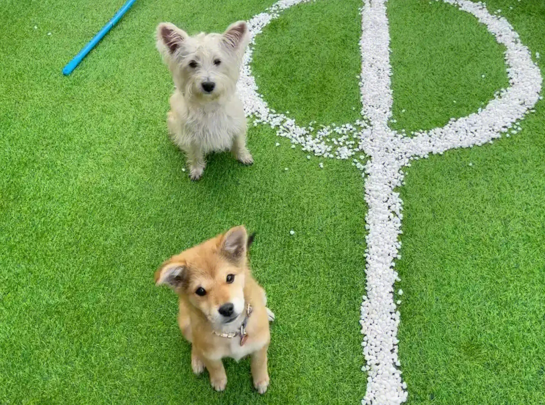 Canine Turf A Perfect Solution for Dog Owners