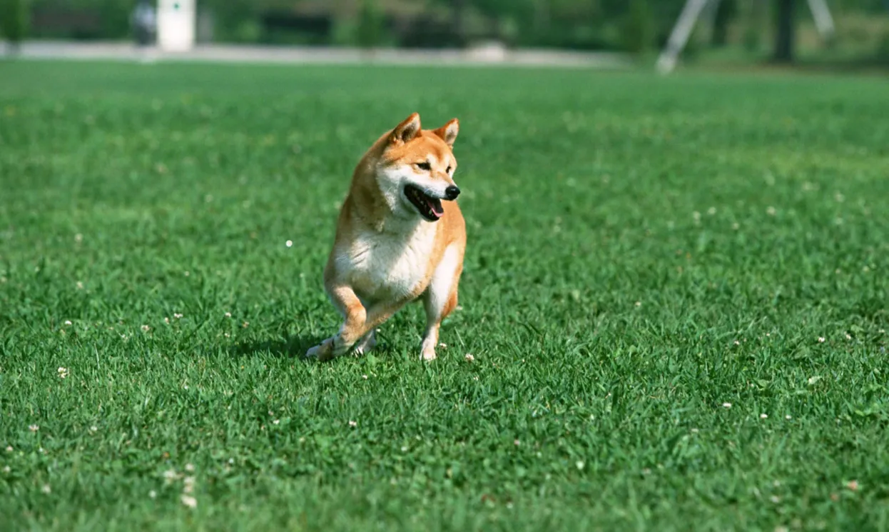 Canine Turf A Perfect Solution for Dog Owners