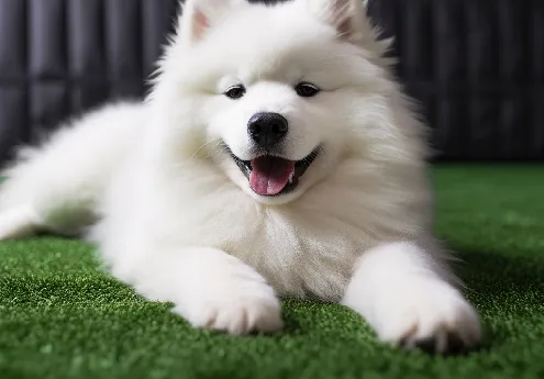 Cost Analysis of Artificial Turf Grass Options on the Market Today