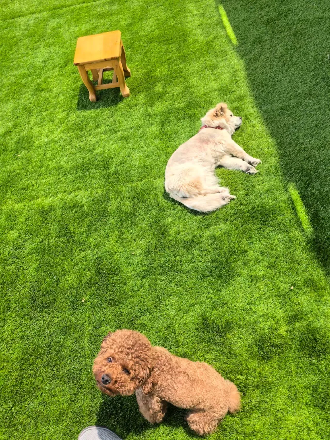Discover Greener Living with Pet-Friendly Synthetic Grass Solutions