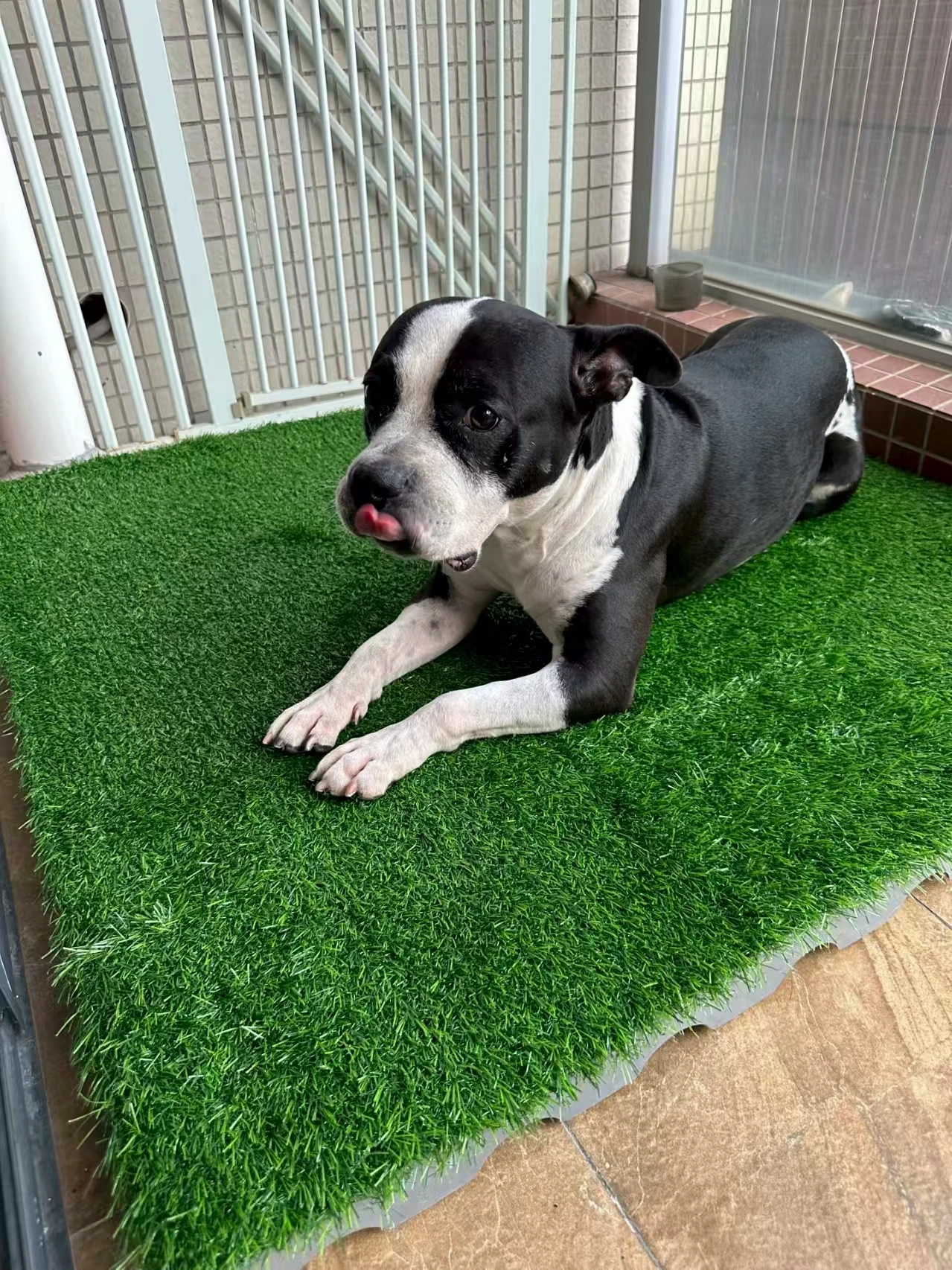 Enjoy Hassle-Free Lawns Using Dog Friendly Artificial Grass